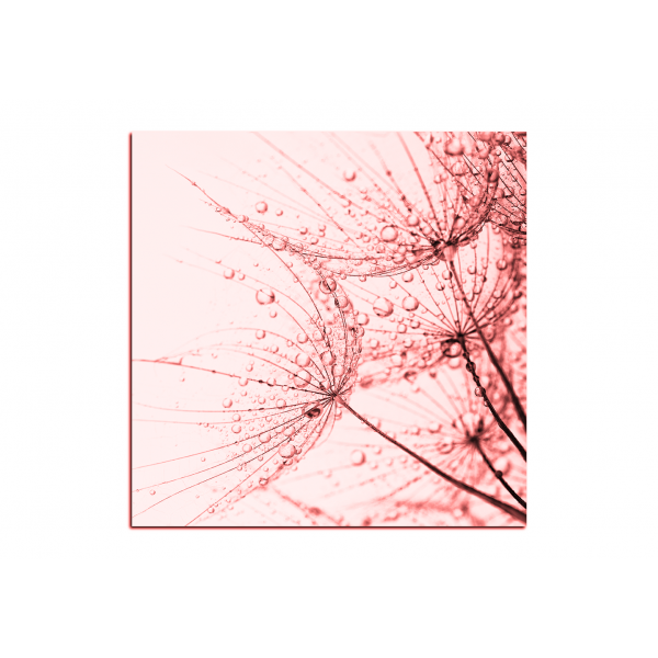 Obraz na plátně - Pampeliška s kapkami vody - čtverec